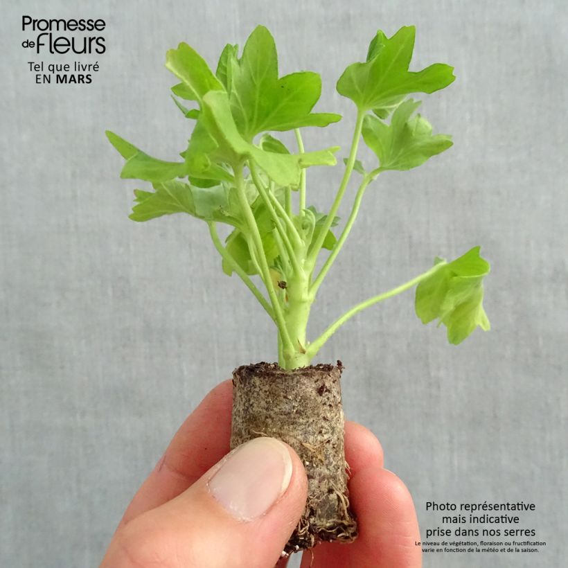 Example of Géranium zonale Fireworks Pink  Mini-mot Ø 3/4 cm as you get in printemps