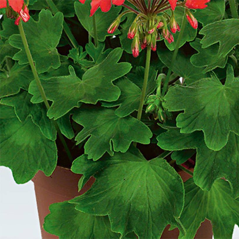 Pelargonium Fireworks Red White - Zonale geranium (Foliage)