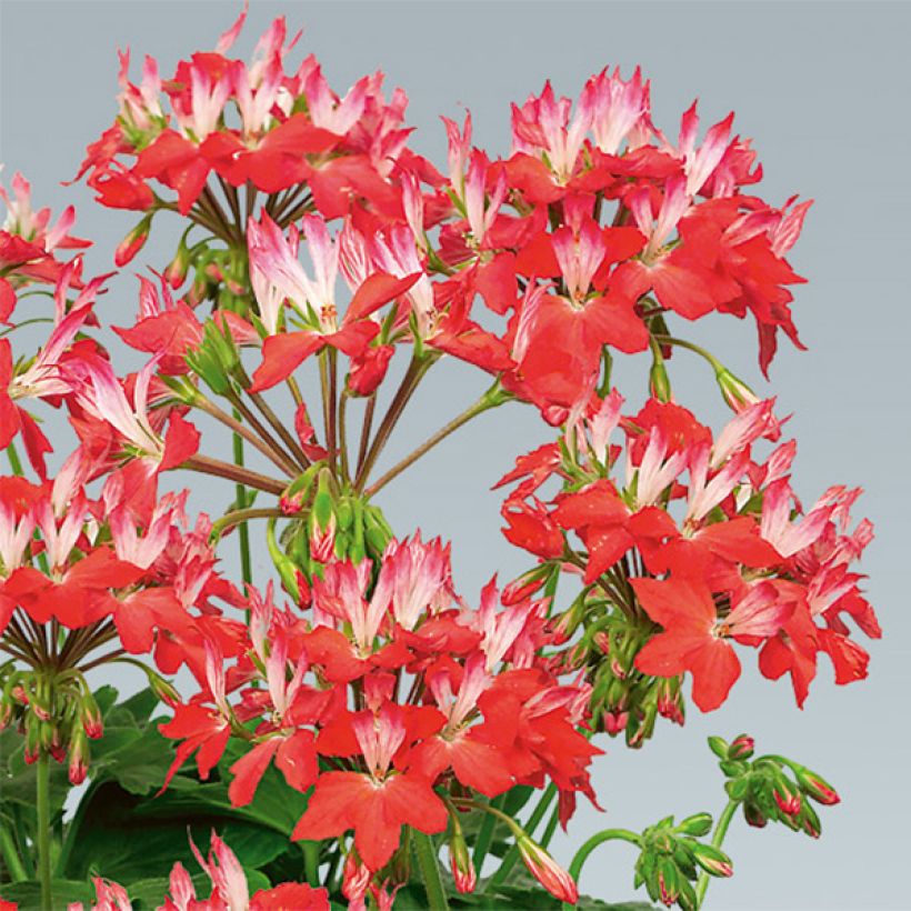 Pelargonium Fireworks Red White - Zonale geranium (Flowering)