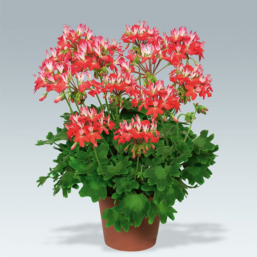 Pelargonium Fireworks Red White - Zonale geranium (Plant habit)