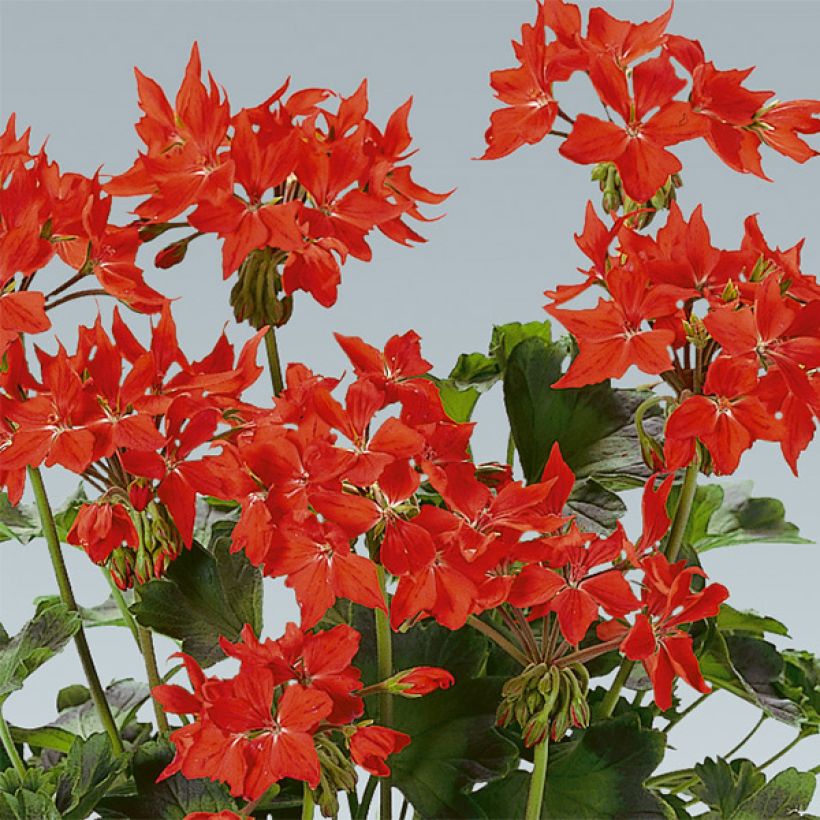 Pelargonium Fireworks Scarlet - Zonale geranium (Flowering)
