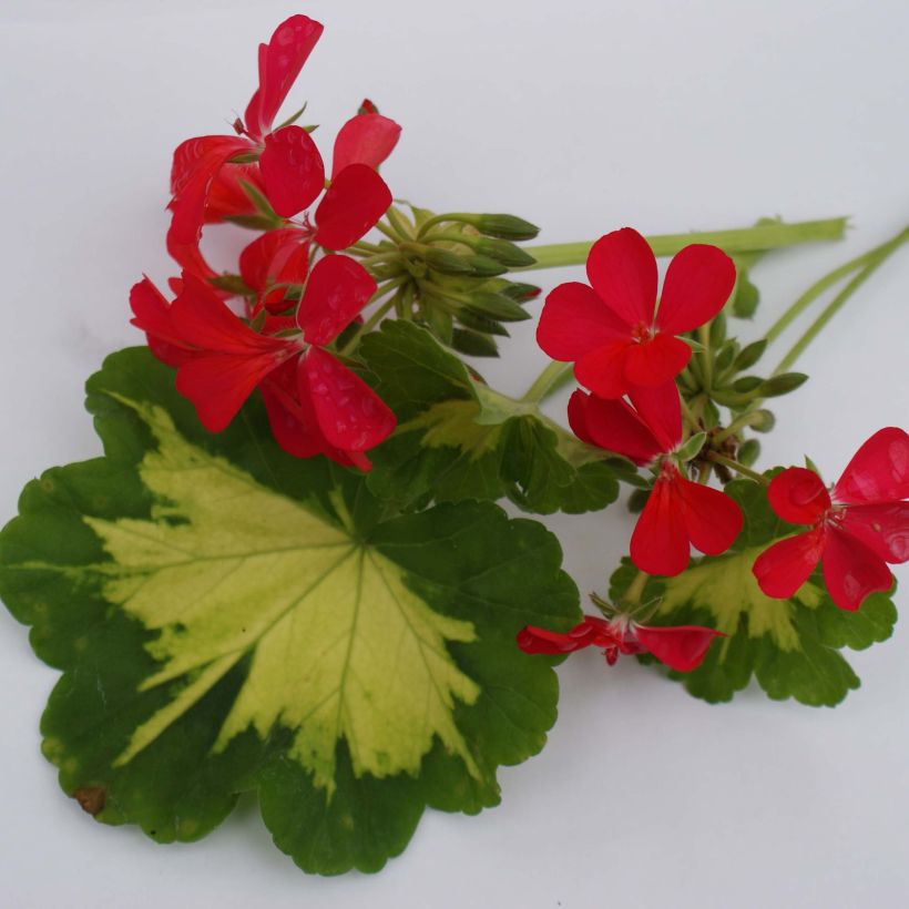 Pelargonium Happy Thought - Zonale geranium (Bloei)