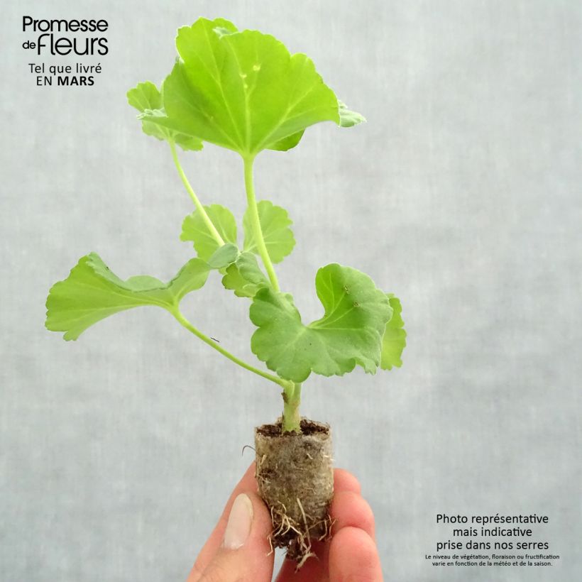 Example of Géranium zonale Iceberg  Mini-mot Ø 3/4 cm as you get in printemps