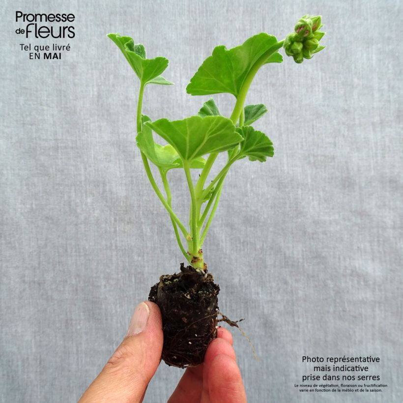 Example of Géranium zonale Icecrystal Mini-mot Ø 3/4 cm as you get in printemps