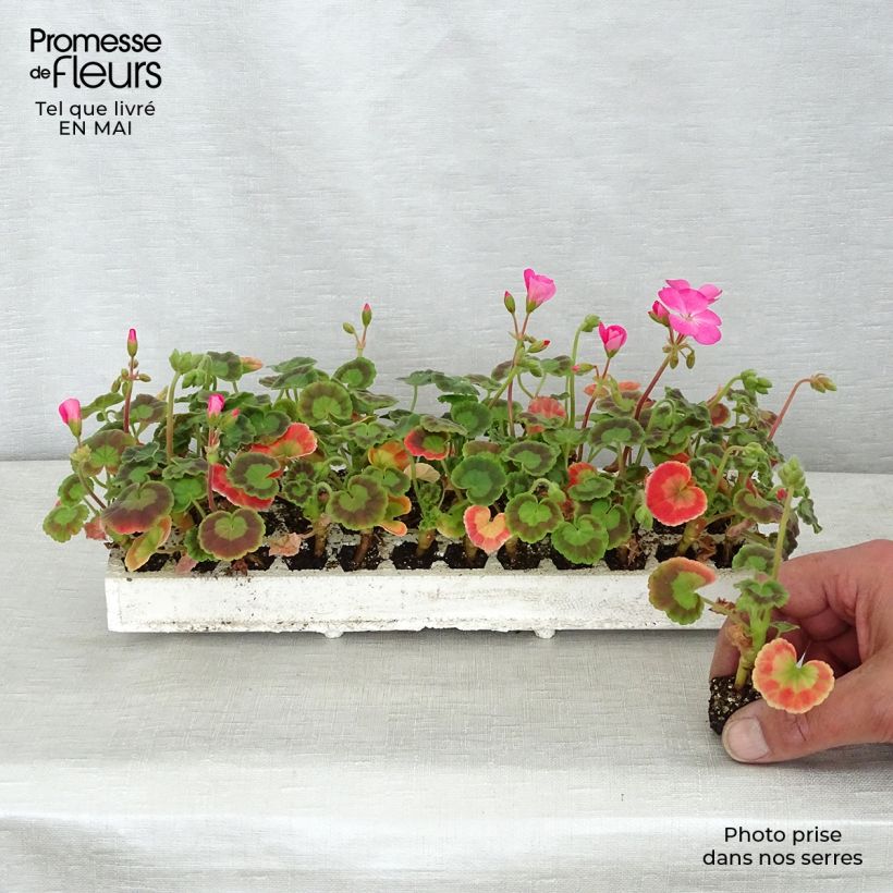 Exemplaar van Pelargonium Inspire Mix - Zonale geranium Minimotte: kluitje van 2,2 cm x 2 cm in kweekplaat per 35 stuks zoals geleverd in de lente