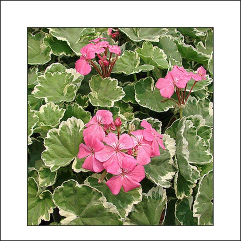 Pelargonium Mme Salleron - Zonale geranium (Bloei)
