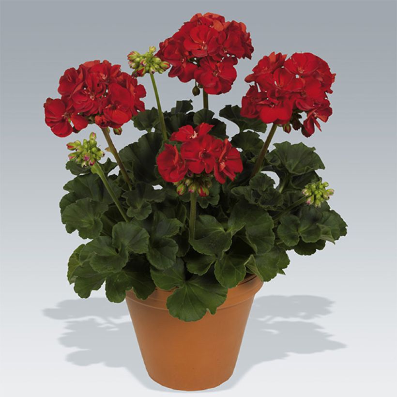 Pelargonium Victor - Zonale geranium (Plant habit)