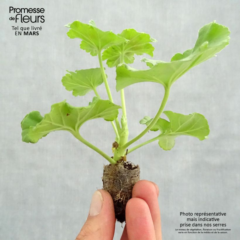Example of Pelargonium Victor - Zonale geranium Mini-mot Ø 3/4 cm as you get in printemps