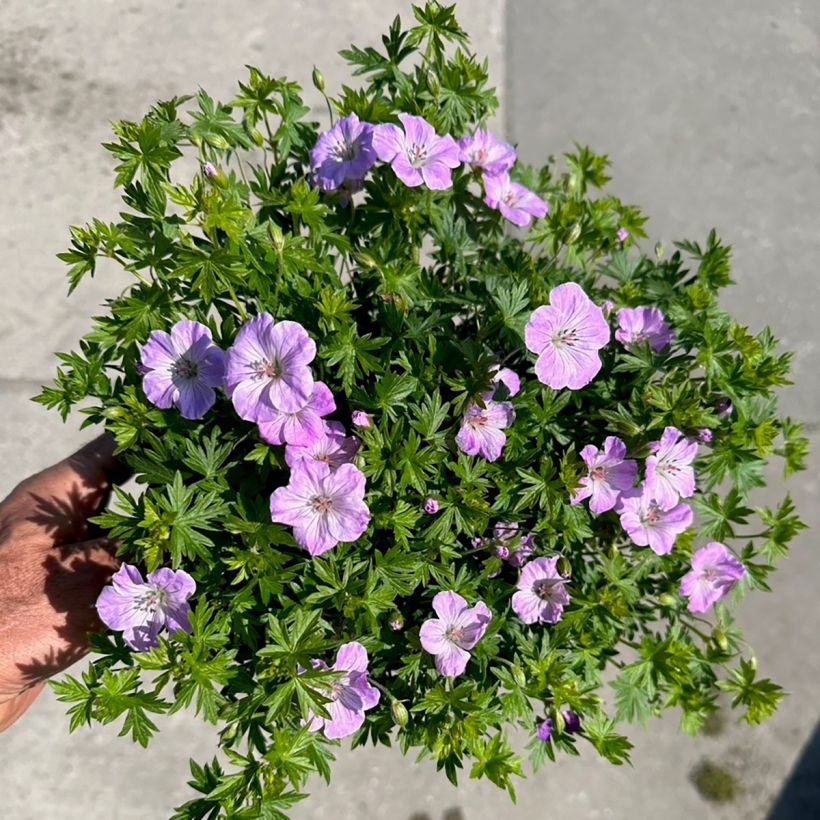 Geranium sanguineum Frivolius Lilac - Bloedooievaarsbek (Bloei)