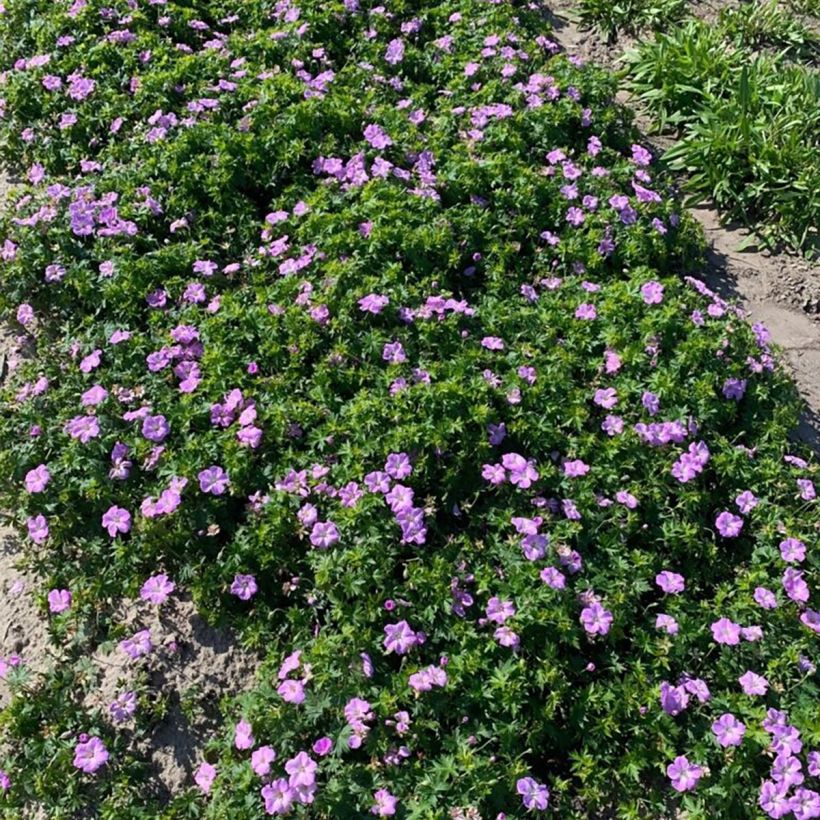 Geranium sanguineum Frivolius Lilac - Bloedooievaarsbek (Groeiplaats)