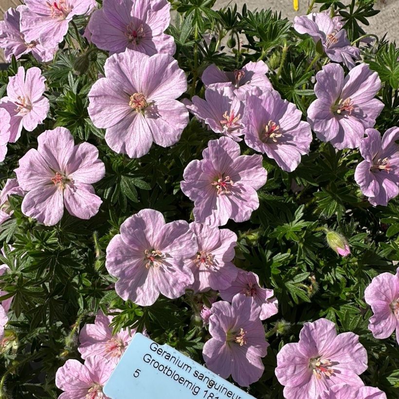 Geranium sanguineum Frivolius Pink - Bloedooievaarsbek (Bloei)