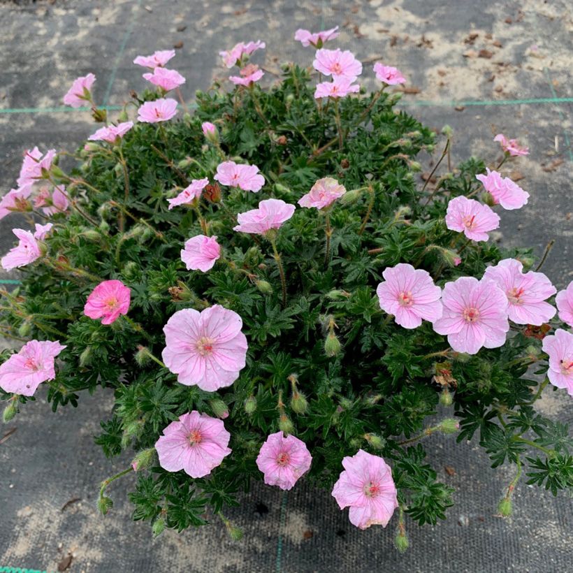 Geranium sanguineum Frivolius Pink - Bloedooievaarsbek (Groeiplaats)