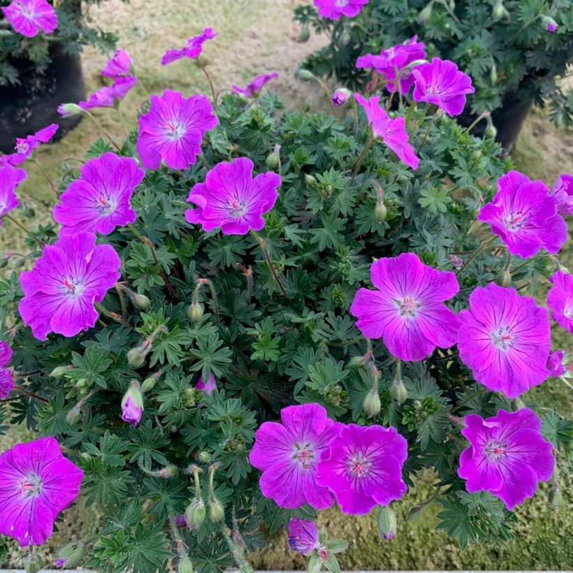 Geranium sanguineum Frivolius Purple - Bloedooievaarsbek (Groeiplaats)