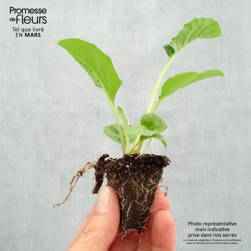 Example of Gerbera Garvinea Sweet Sweet Glow Mini-mot Ø 1,5/2,5 cm as you get in printemps