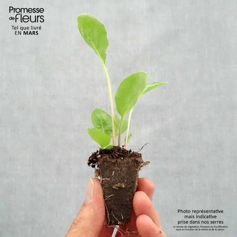 Example of Gerbera Garvinea Sweet Sweet Love Mini-mot Ø 1,5/2,5 cm as you get in printemps