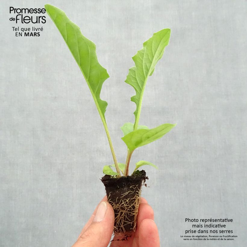 Example of Gerbera Garvinea Sweet Sweet Smile Mini-mot Ø 1,5/2,5 cm as you get in printemps