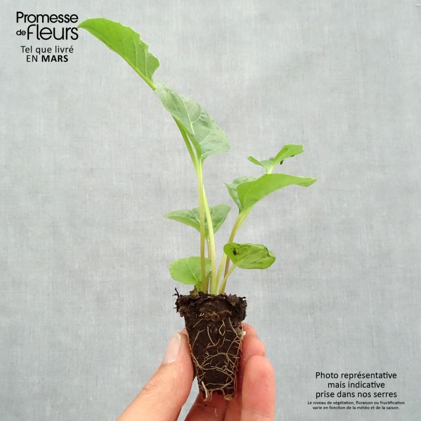 Example of Gerbera Garvinea Sweet Sweet Spice Mini-mot Ø 1,5/2,5 cm as you get in printemps