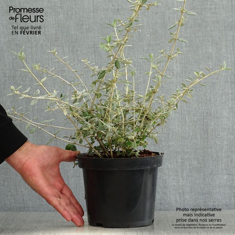 Exemplaar van Teucrium fruticans - Struikgamander Pot van 2 l/3 l zoals geleverd in de herfst