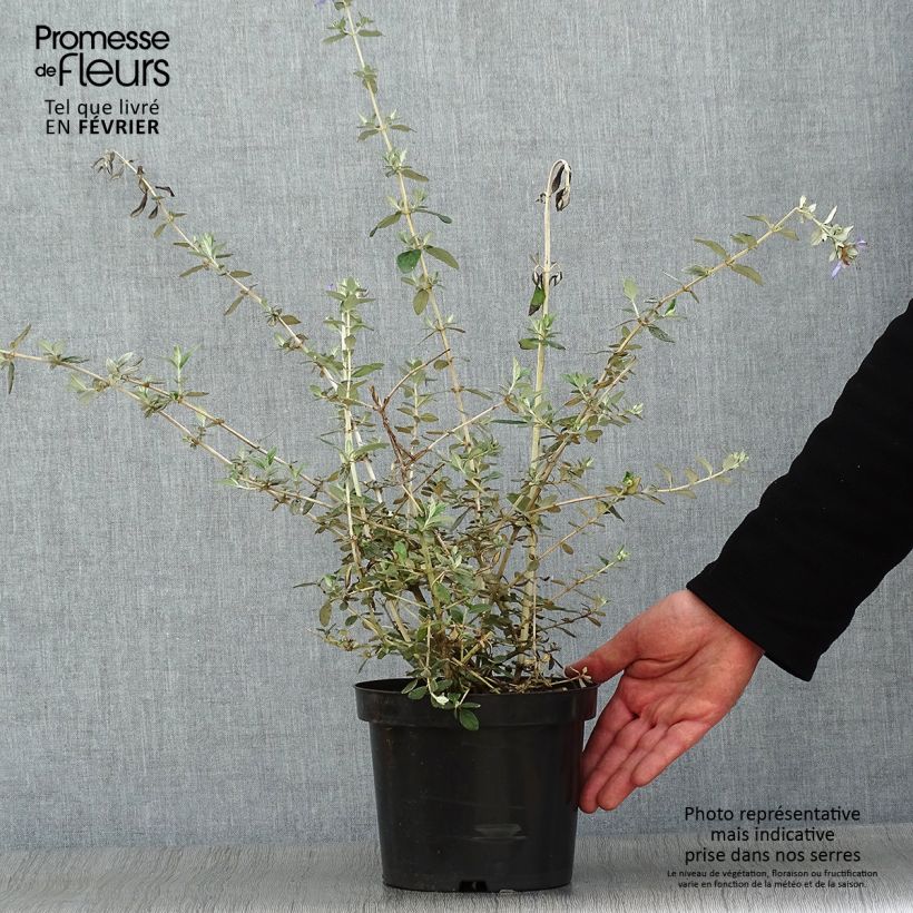 Example of Germandrée arbustive - Teucrium fruticans Pot van 2 l/3 l as you get in hiver