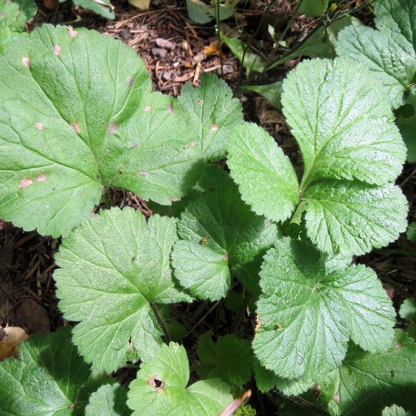 Geum Cocktail Alabama Slammer - Nagelkruid (Foliage)