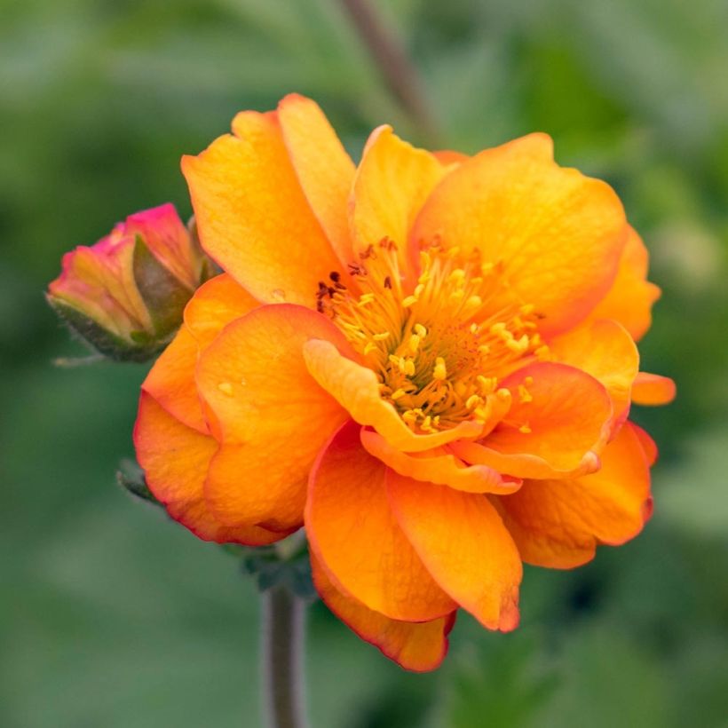 Geum Cocktail Alabama Slammer - Nagelkruid (Flowering)