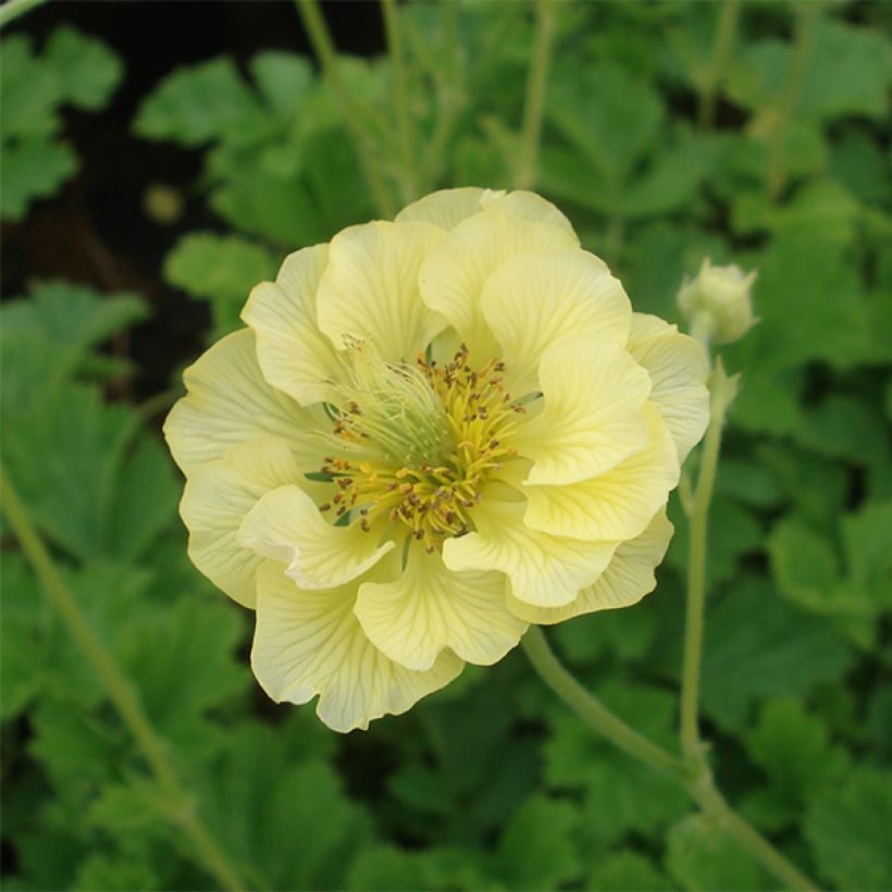 Geum Banana Daiquiri - Nagelkruid (Flowering)