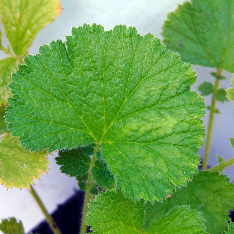 Geum Bell Bank - Nagelkruid (Foliage)