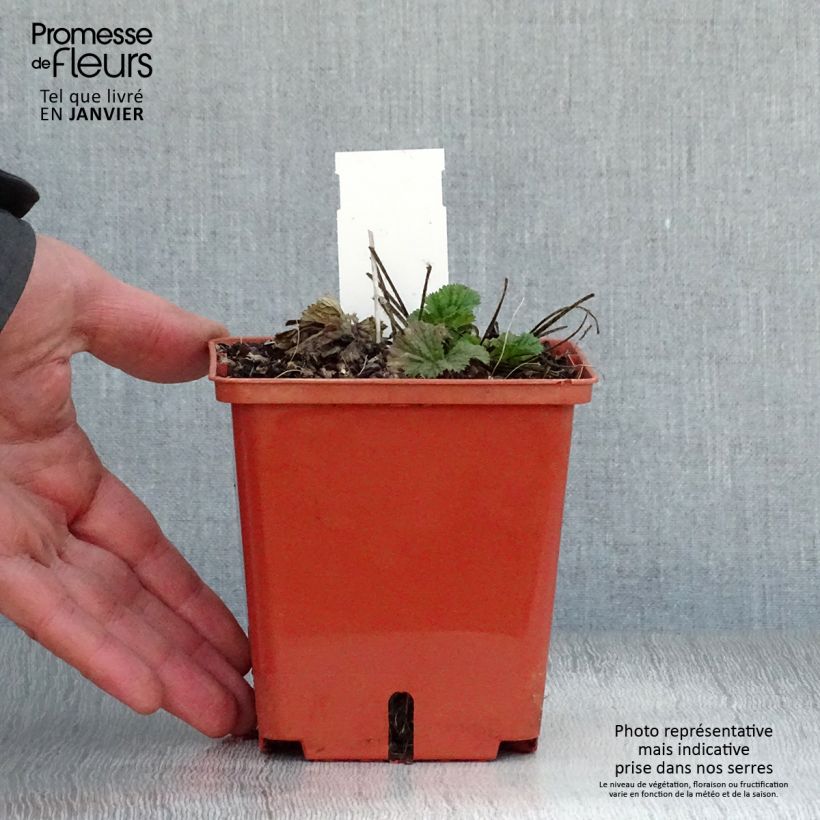 Example of Geum Bell Bank - Benoîte rose soutenu Kweekpotje van 8/9 cm as you get in hiver