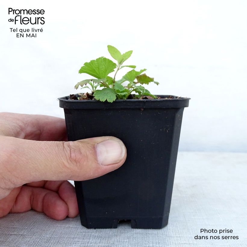 Exemplaar van Geum coccineum Cocktail Wet Kiss - Nagelkruid Kweekpotje van 8/9 cm zoals geleverd in de lente