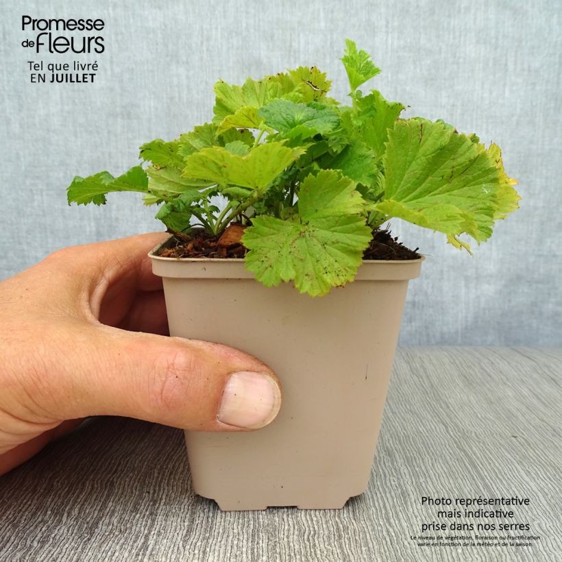 Exemplaar van Geum coccineum Cocktail Wet Kiss - Nagelkruid Kweekpotje van 8/9 cm zoals geleverd in de zomer