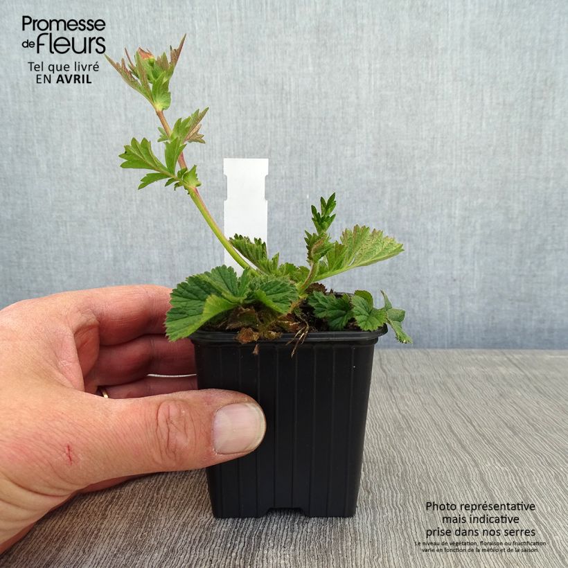 Exemplaar van Geum Coral Tempest - Nagelkruid Kweekpotje van 8/9 cm zoals geleverd in de lente