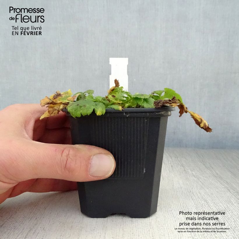 Example of Geum Cosmopolitan - Nagelkruid Kweekpotje van 8/9 cm as you get in hiver