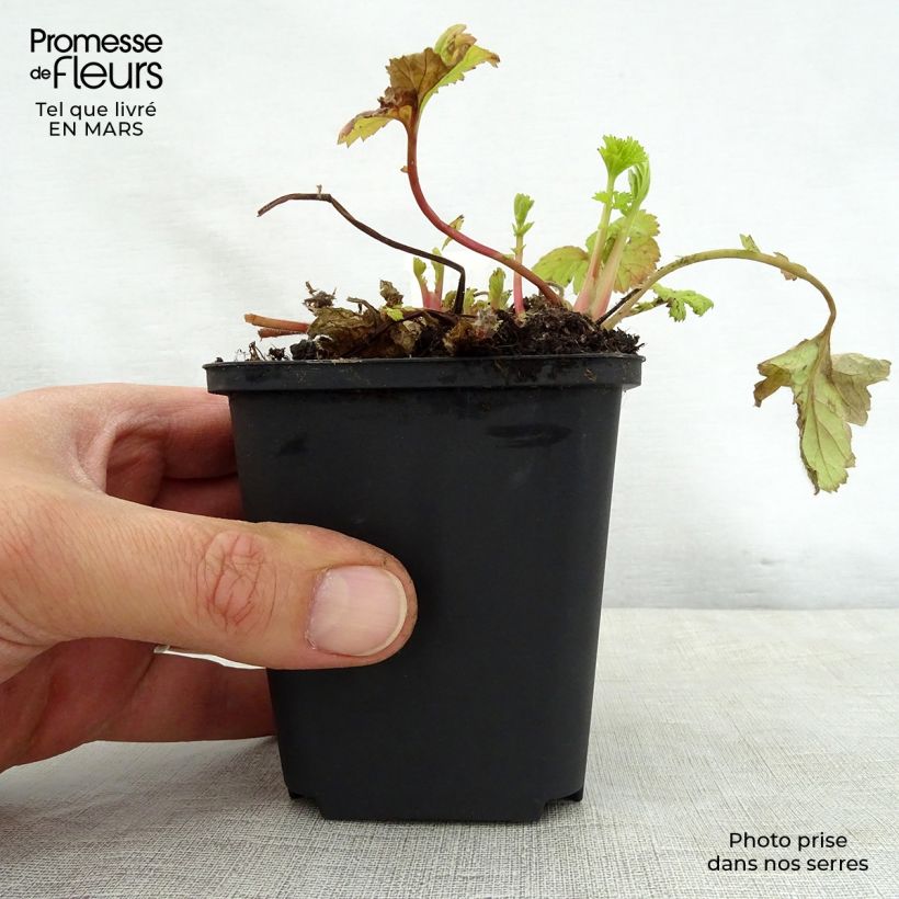 Exemplaar van Geum Eos - Nagelkruid Kweekpotje van 8/9 cm zoals geleverd in de lente