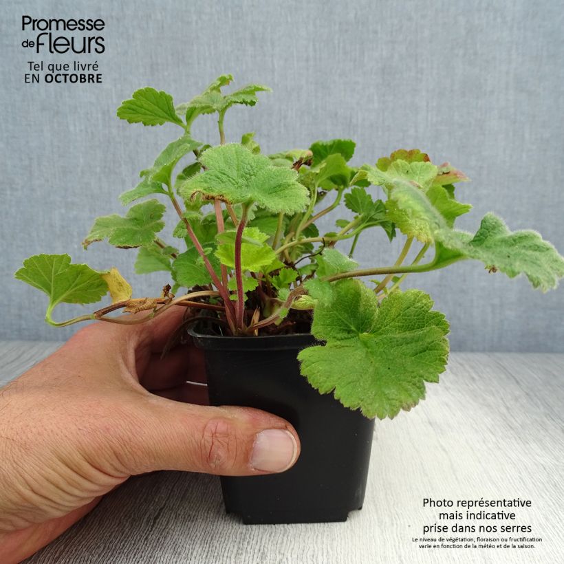 Exemplaar van Geum Eos - Nagelkruid Kweekpotje van 8/9 cm zoals geleverd in de herfst