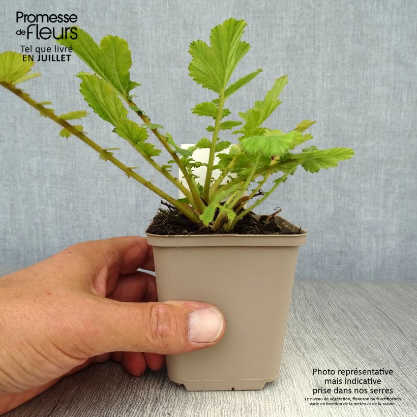Exemplaar van Geum chiloense Feuerball - Nagelkruid Kweekpotje van 8/9 cm zoals geleverd in de zomer
