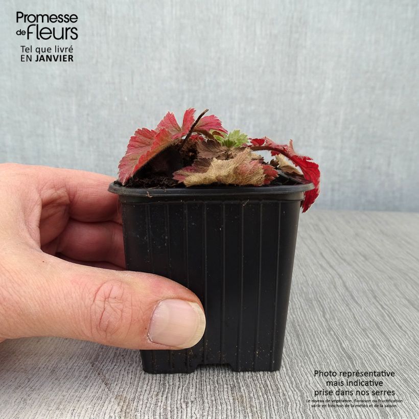 Example of Geum Fiery Tempest - Nagelkruid Kweekpotje van 8/9 cm as you get in hiver