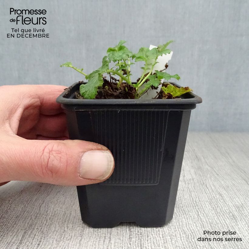 Example of Geum Flames of Passion - Nagelkruid Kweekpotje van 8/9 cm as you get in hiver