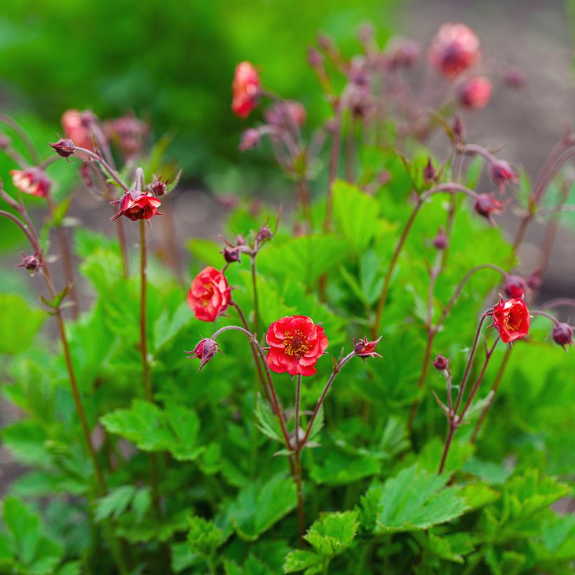 Geum Flames of Passion - Nagelkruid (Groeiplaats)