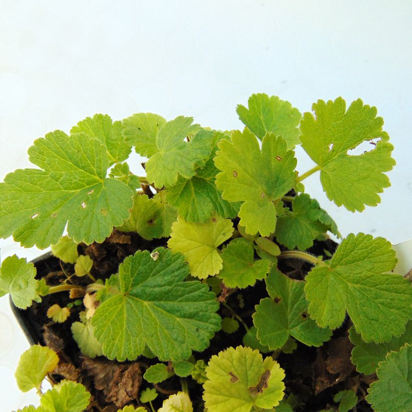 Geum rivale Lemon Drops - Knikkend nagelkruid (Foliage)