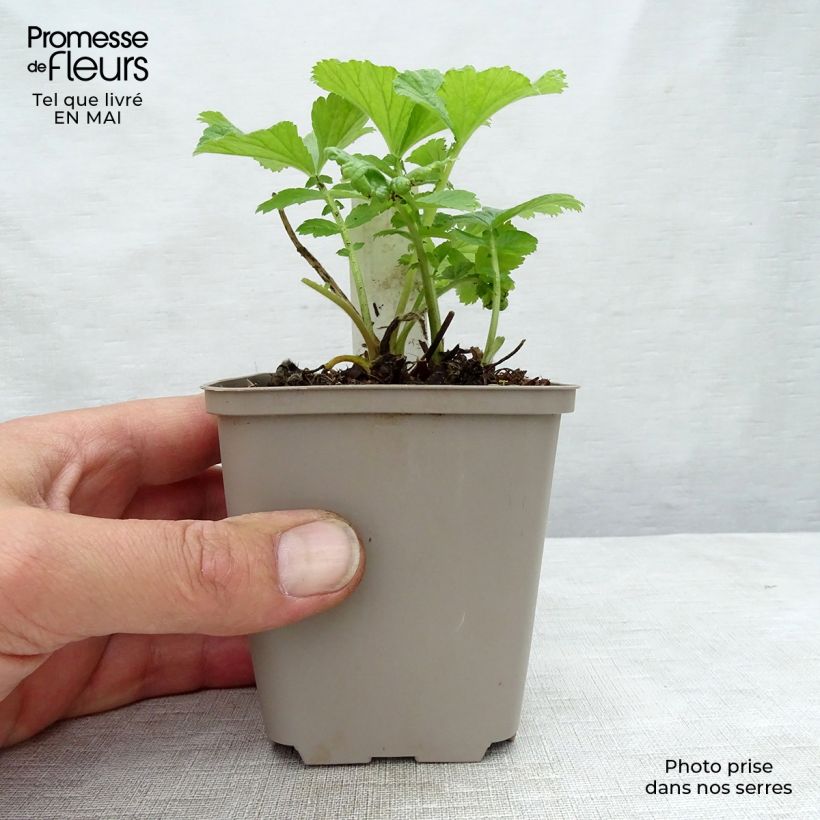 Exemplaar van Geum Mai Tai - Knikkend nagelkruid Kweekpotje van 8/9 cm zoals geleverd in de lente