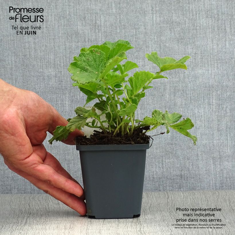 Exemplaar van Geum Mai Tai - Knikkend nagelkruid Kweekpotje van 8/9 cm zoals geleverd in de zomer