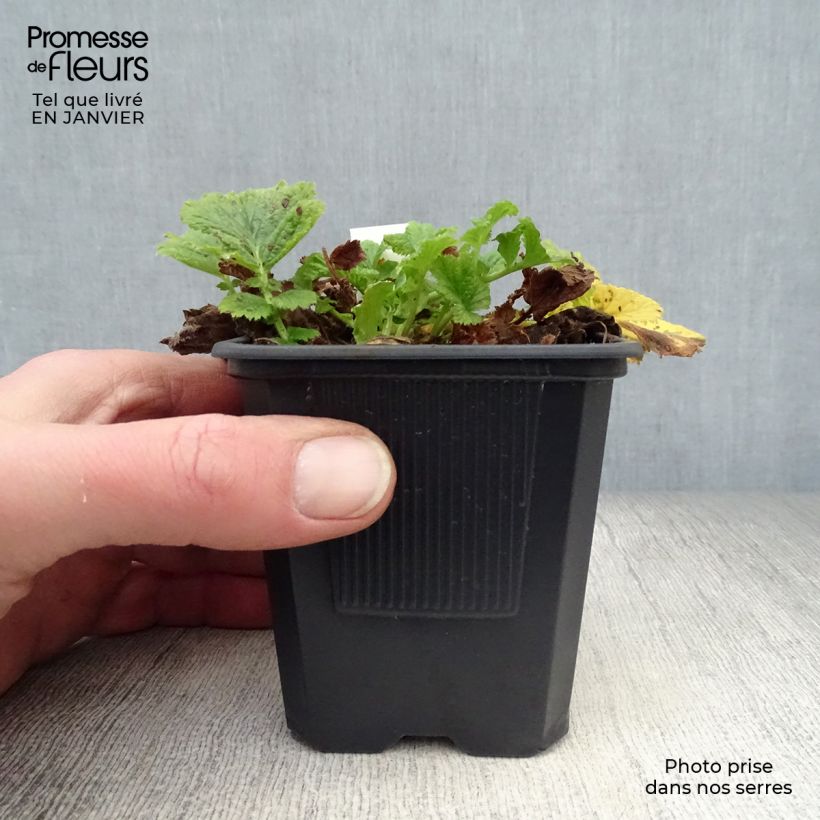 Example of Geum Mai Tai - Knikkend nagelkruid Kweekpotje van 8/9 cm as you get in hiver