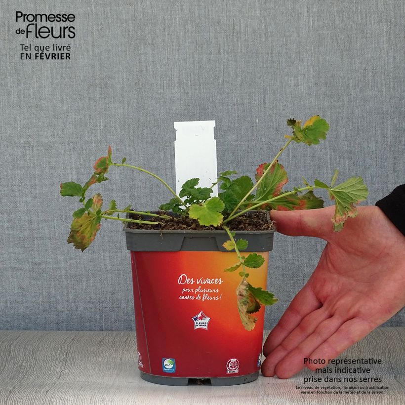 Example of Geum Mai Tai - Knikkend nagelkruid Pot van 2 l/3 l as you get in hiver