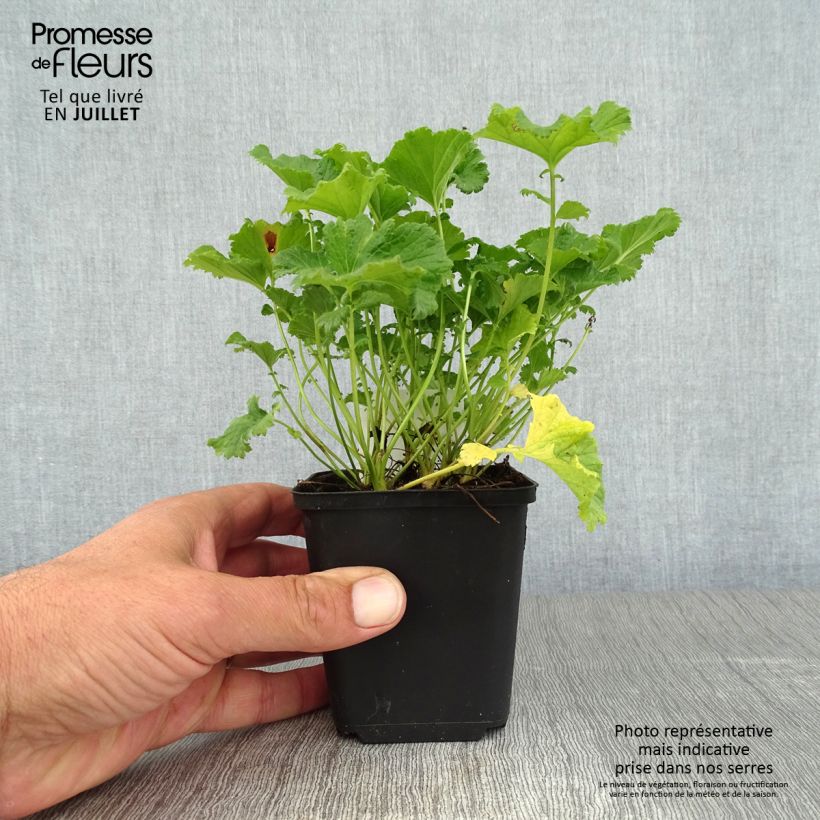 Exemplaar van Geum coccineum Nonna - Nagelkruid Kweekpotje van 7/8 cm zoals geleverd in de zomer