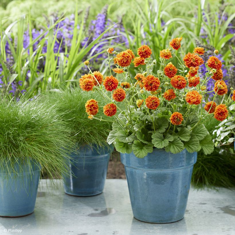 Geum Orange Pumpkin - Nagelkruid (Groeiplaats)