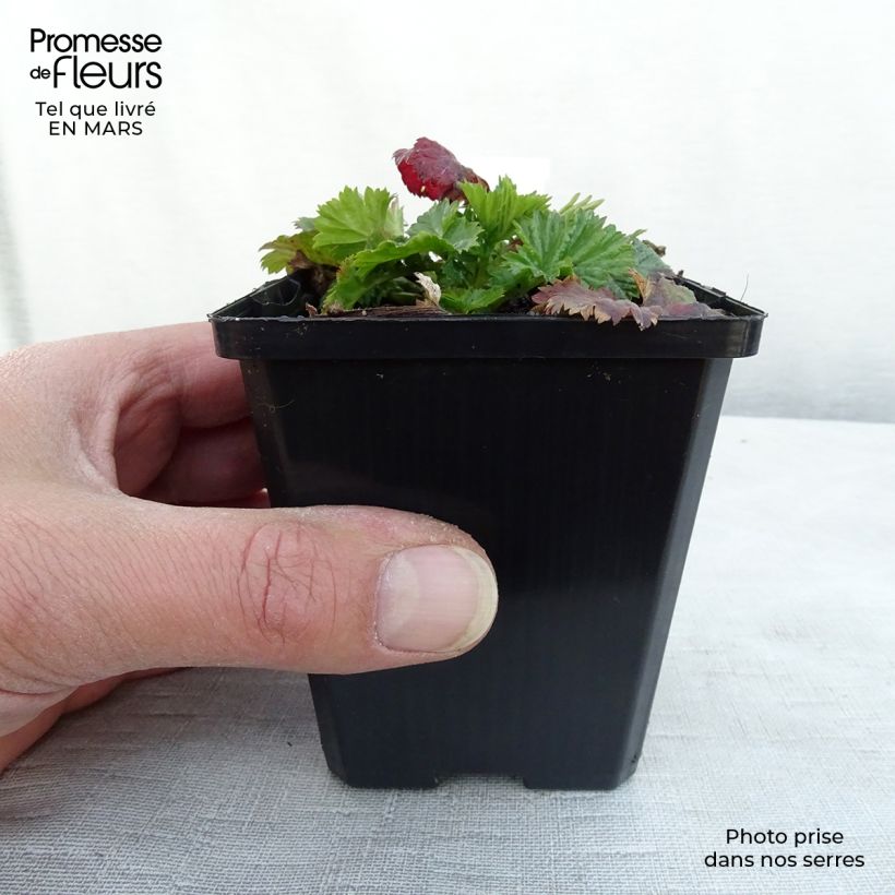 Example of Geum Pretticoats Peach - Nagelkruid Kweekpotje van 8/9 cm as you get in hiver