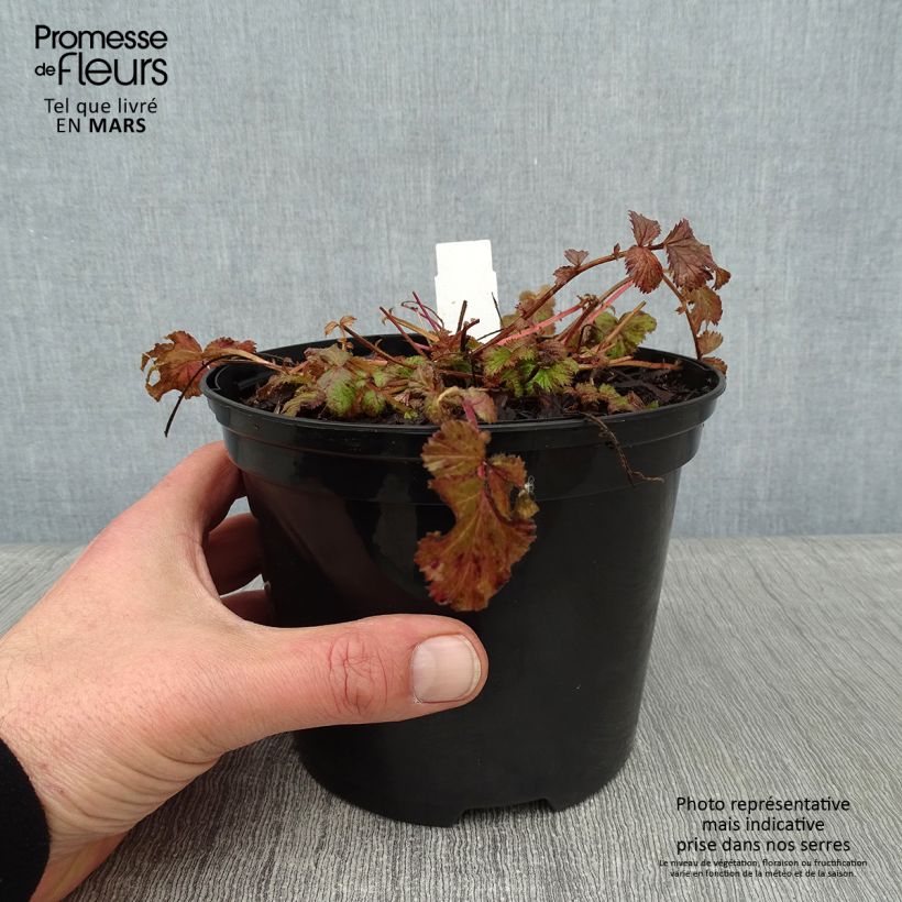 Example of Geum Pretticoats Peach - Nagelkruid Pot van 2 l/3 l as you get in hiver