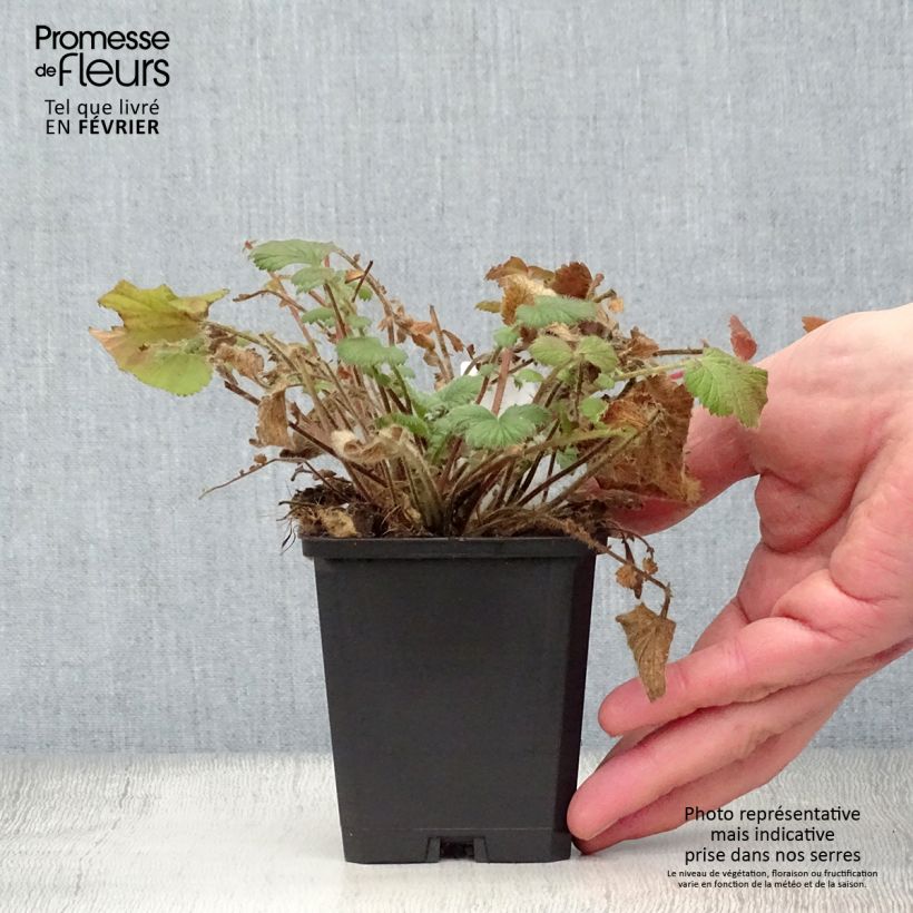 Example of Geum Prinses Juliana - Benoite orange et jaune Kweekpotje van 8/9 cm as you get in hiver