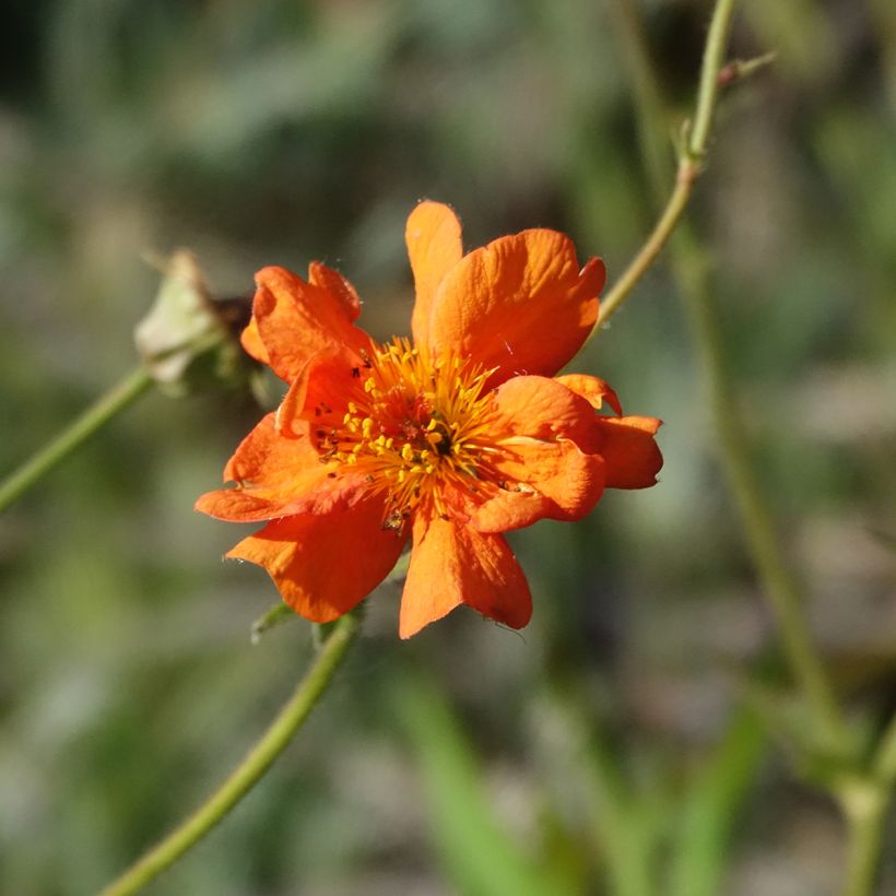 Geum Prinses Juliana - Nagelkruid (Bloei)