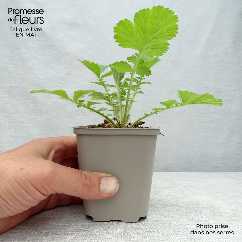 Exemplaar van Geum Scarlet Tempest - Nagelkruid Kweekpotje van 8/9 cm zoals geleverd in de lente